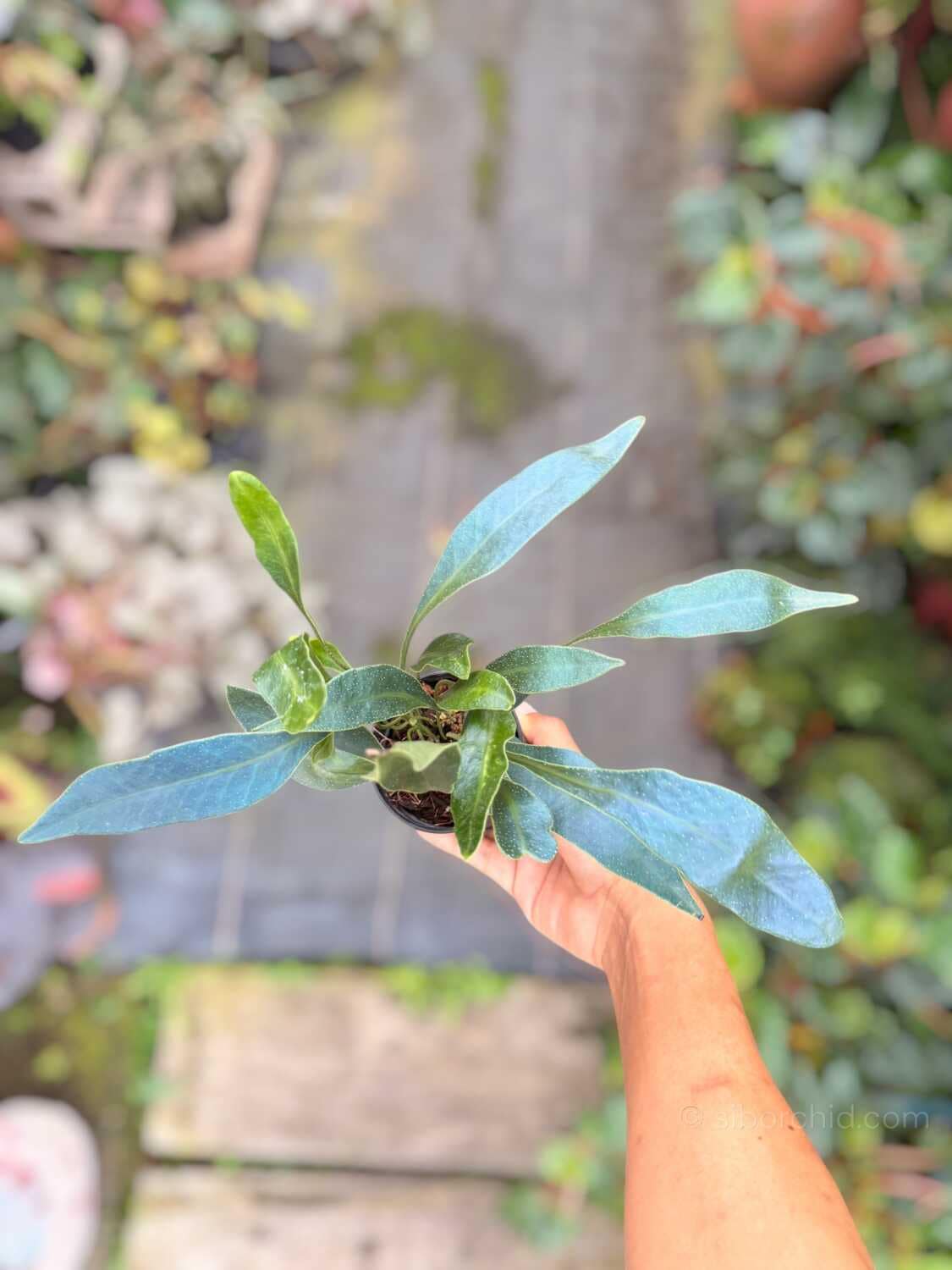 Microsorum siamensis - microsorum siamensis