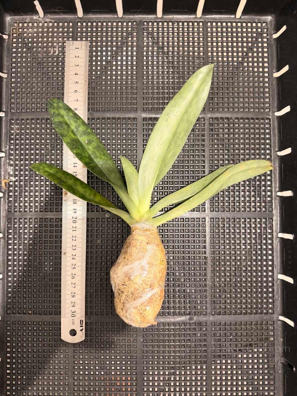 Paphiopedilum callosum - Paphiopedilum callosum