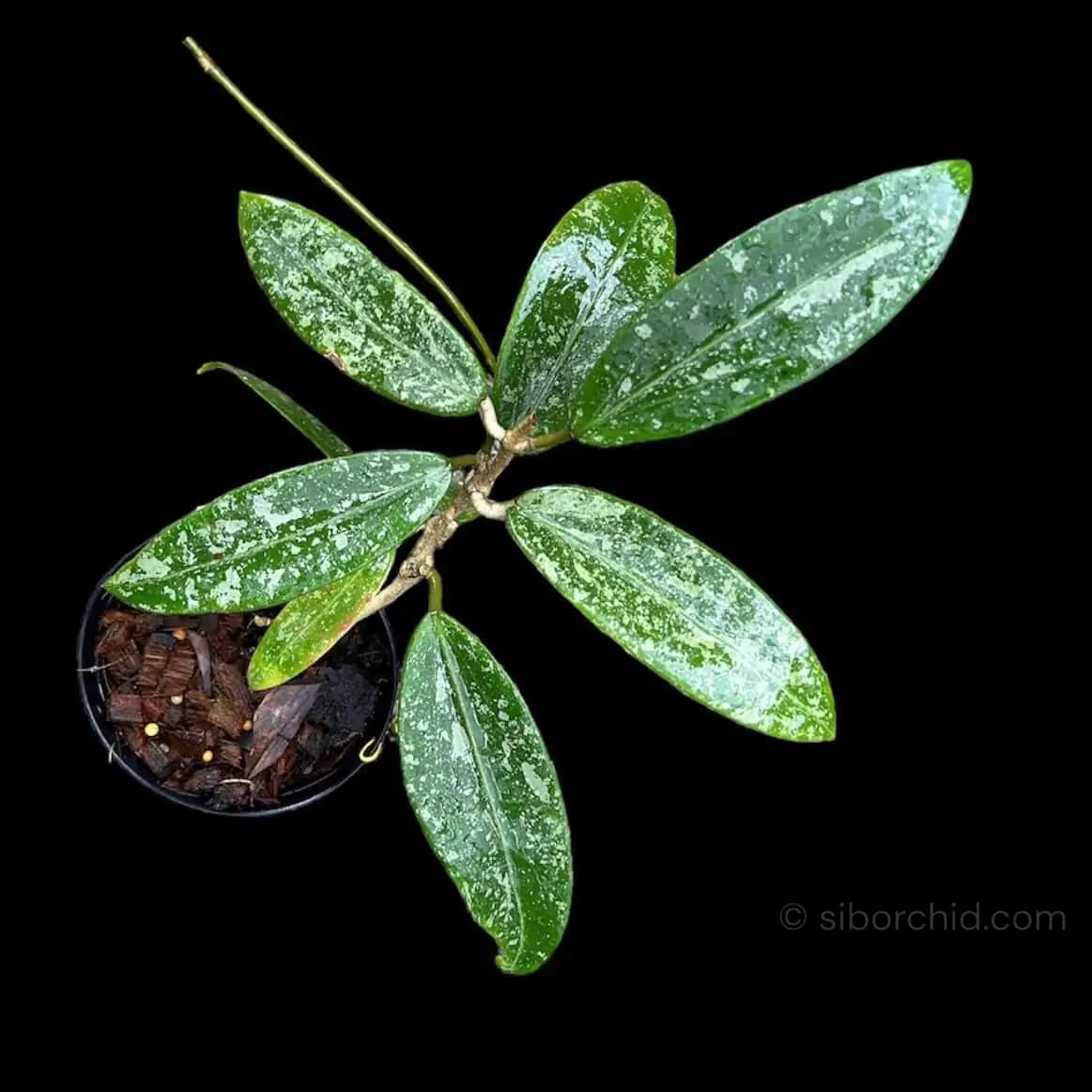 Hoya rangsan - Hoya rangsan