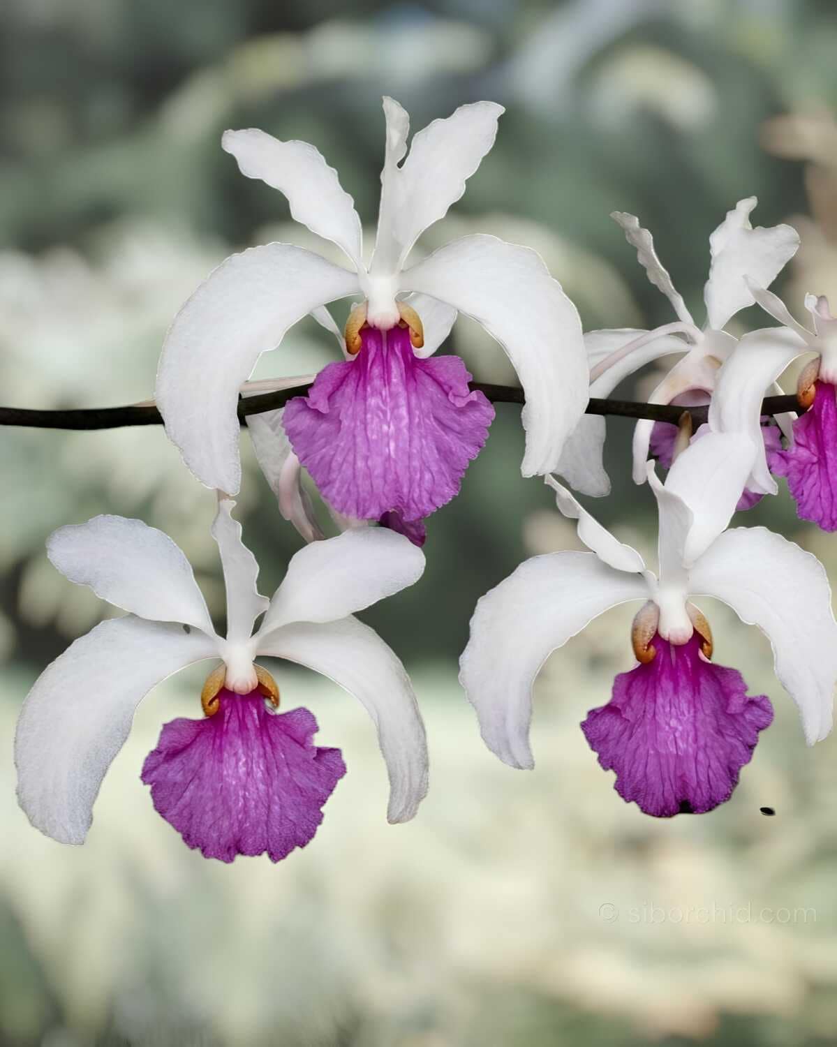 Holcoglossum Kimballianum