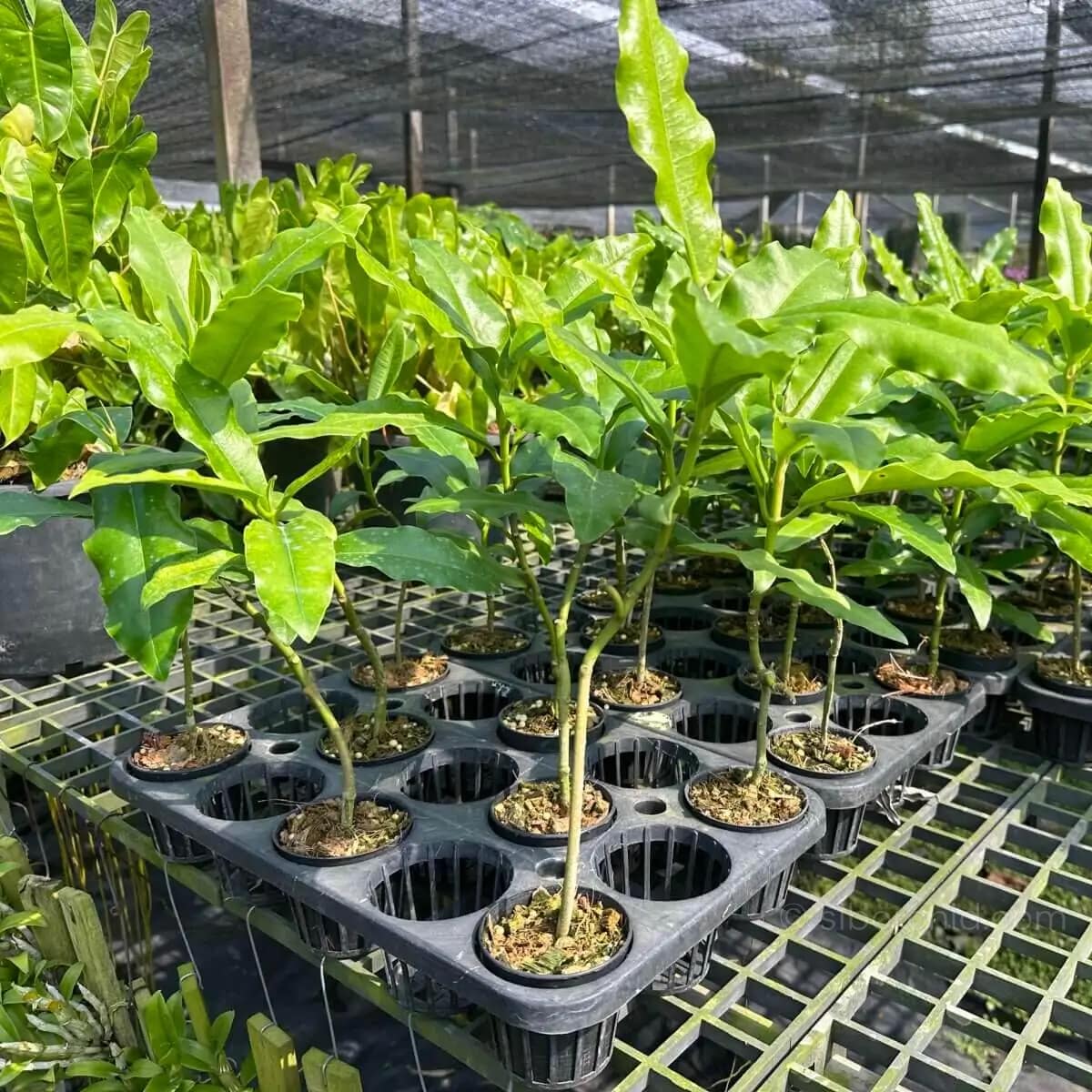 Hoya Imperialis