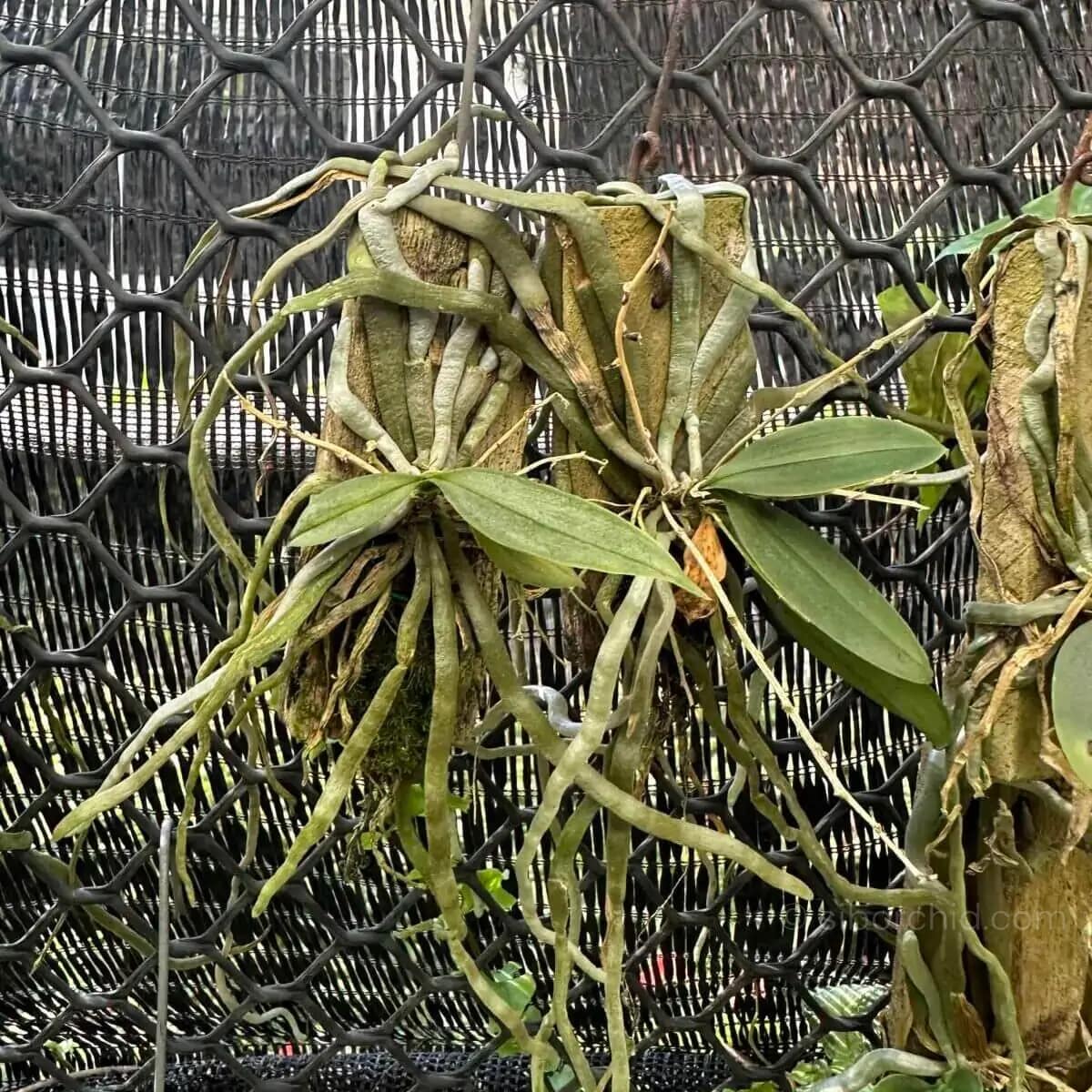 Phalaenopsis parishii - Phalaenopsis parishii siborchid
