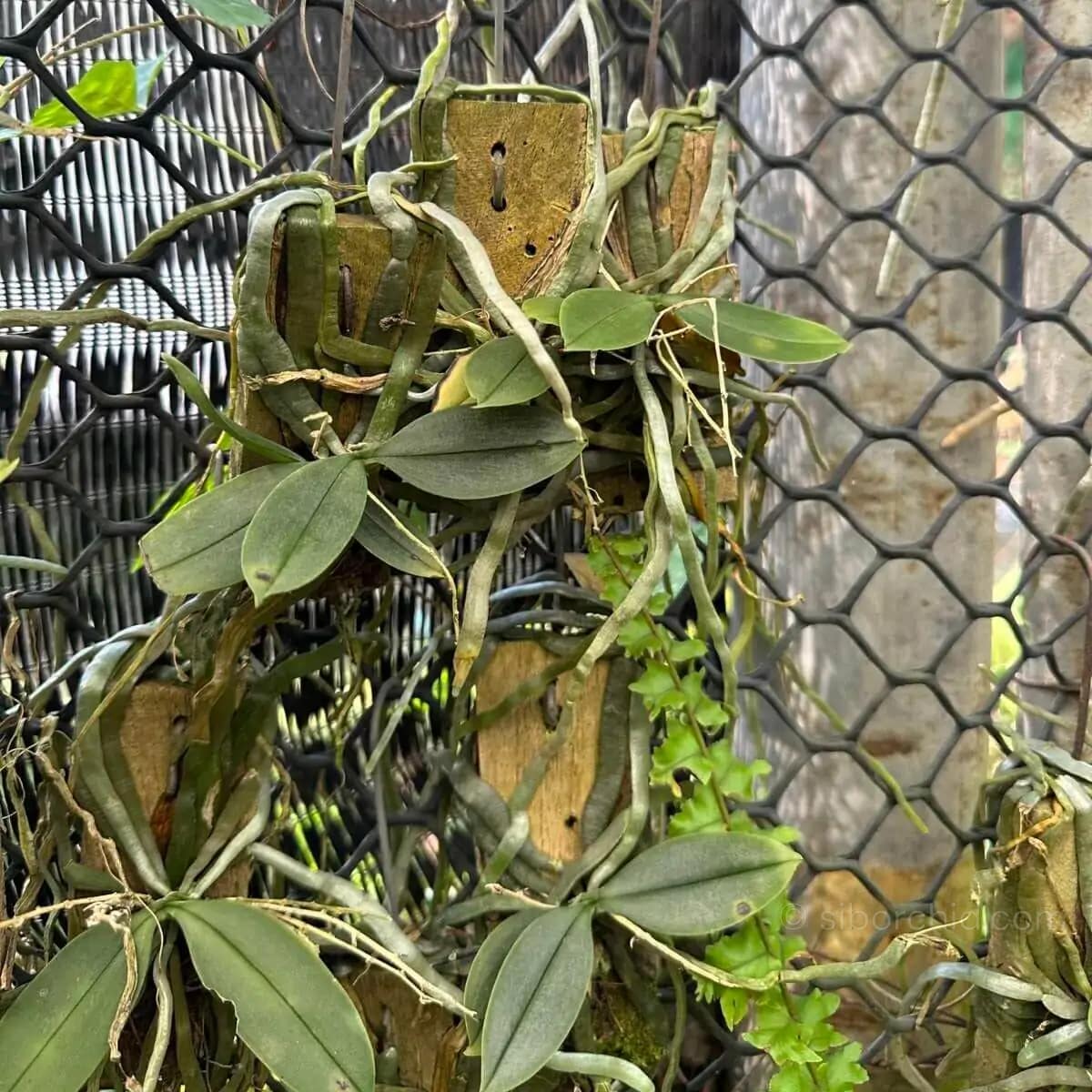 Phalaenopsis parishii - Phalaenopsis parishii siborchid