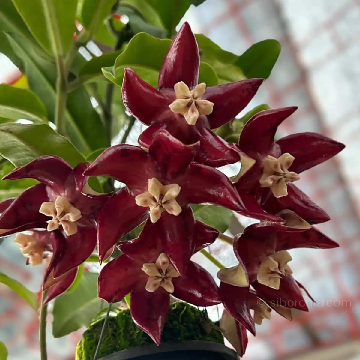Hoya Imperialis