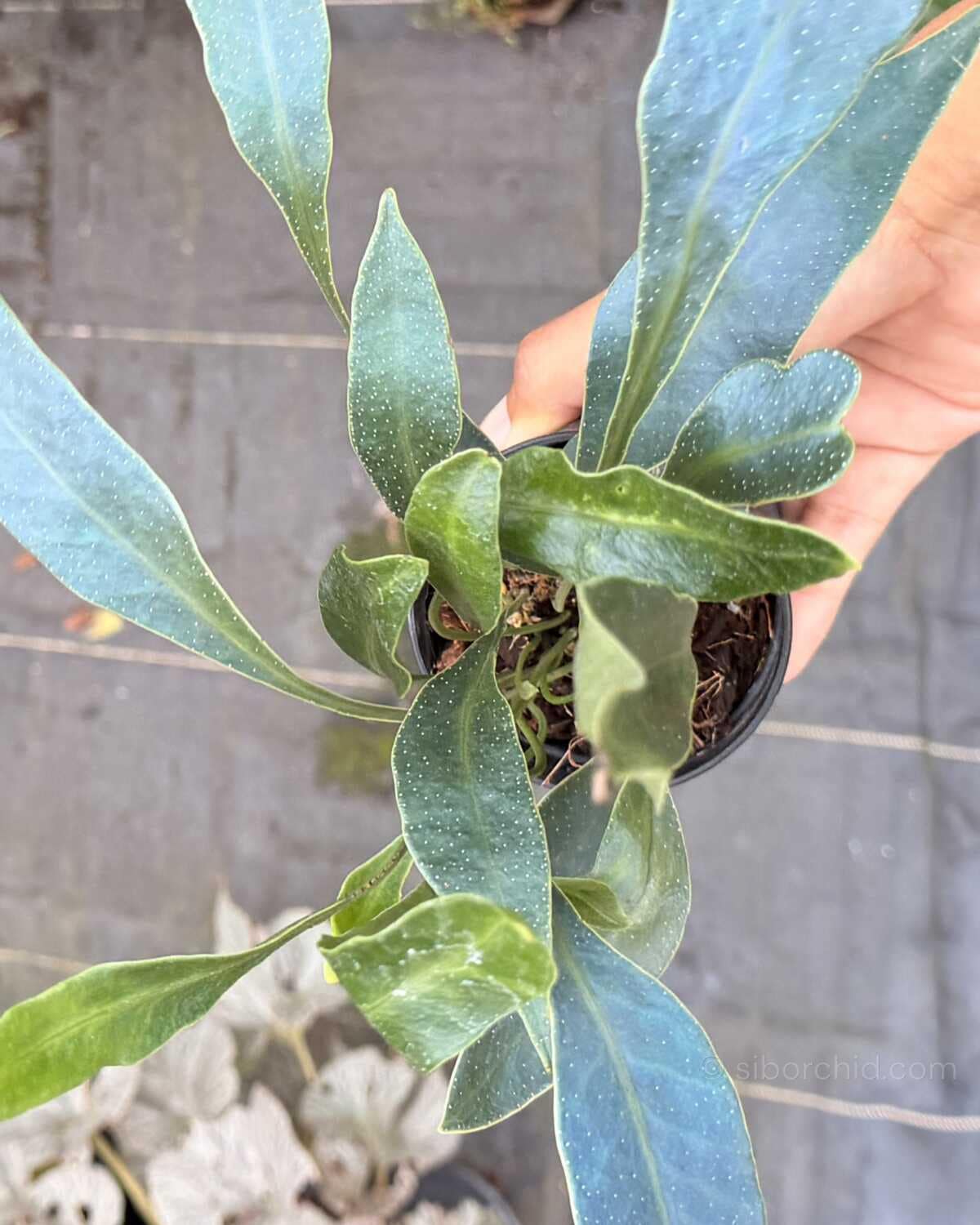 Microsorum siamensis - microsorum siamensis