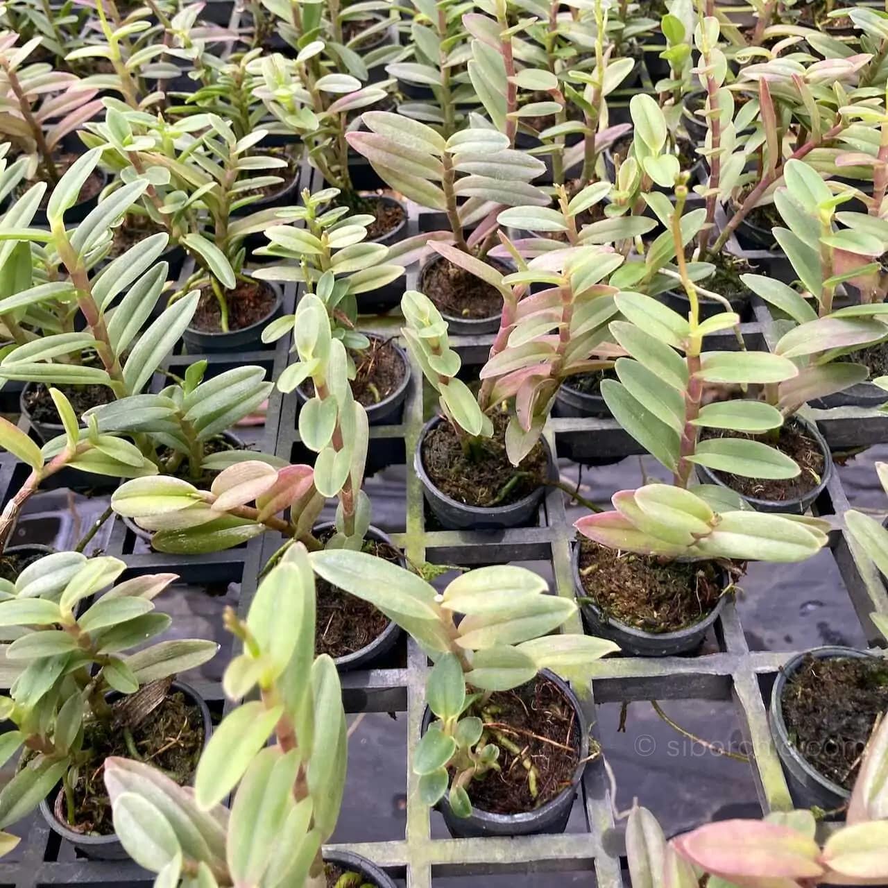 Epidendrum Hybrids Dark Pink (Small) - Epidendrum Hybrids Dark Pink
