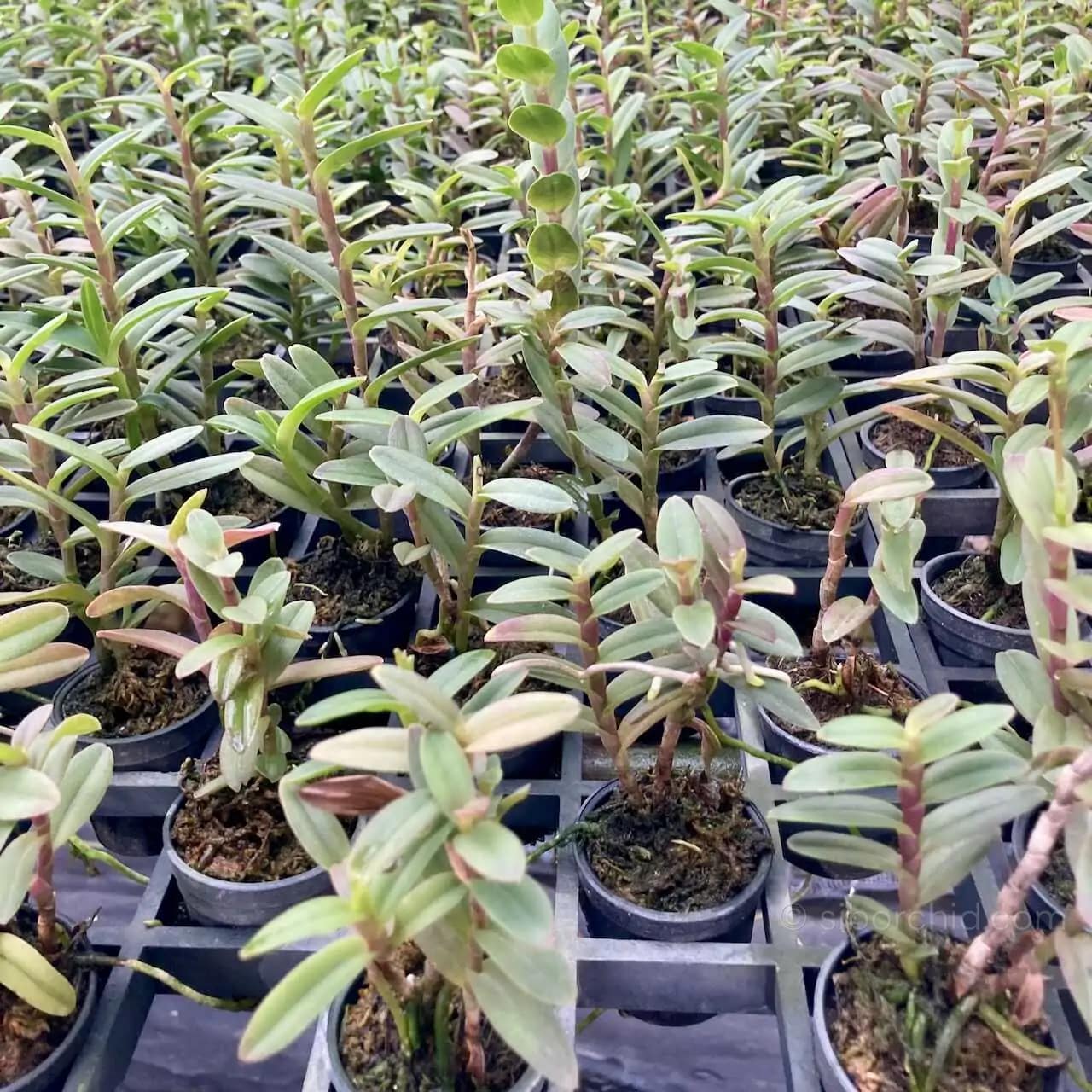 Epidendrum Hybrids Dark Pink (Small) - Epidendrum Hybrids Dark Pink