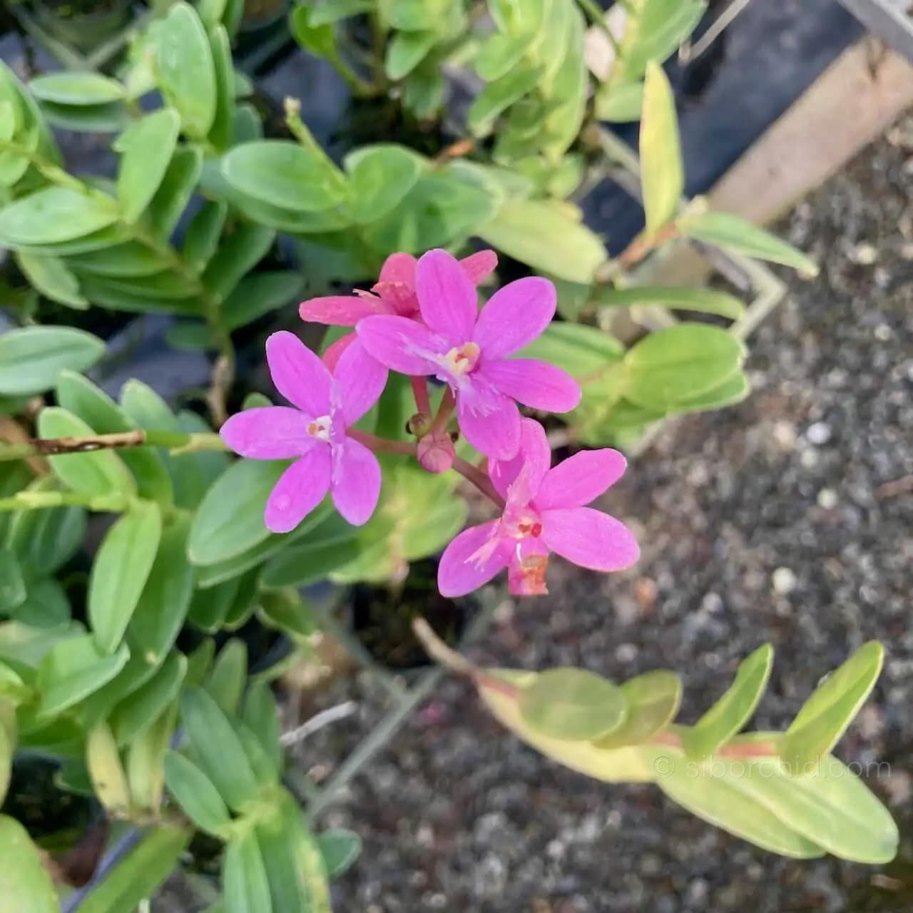 Epidendrum Hybrids Dark Pink (Small) - Epidendrum Hybrids Dark Pink