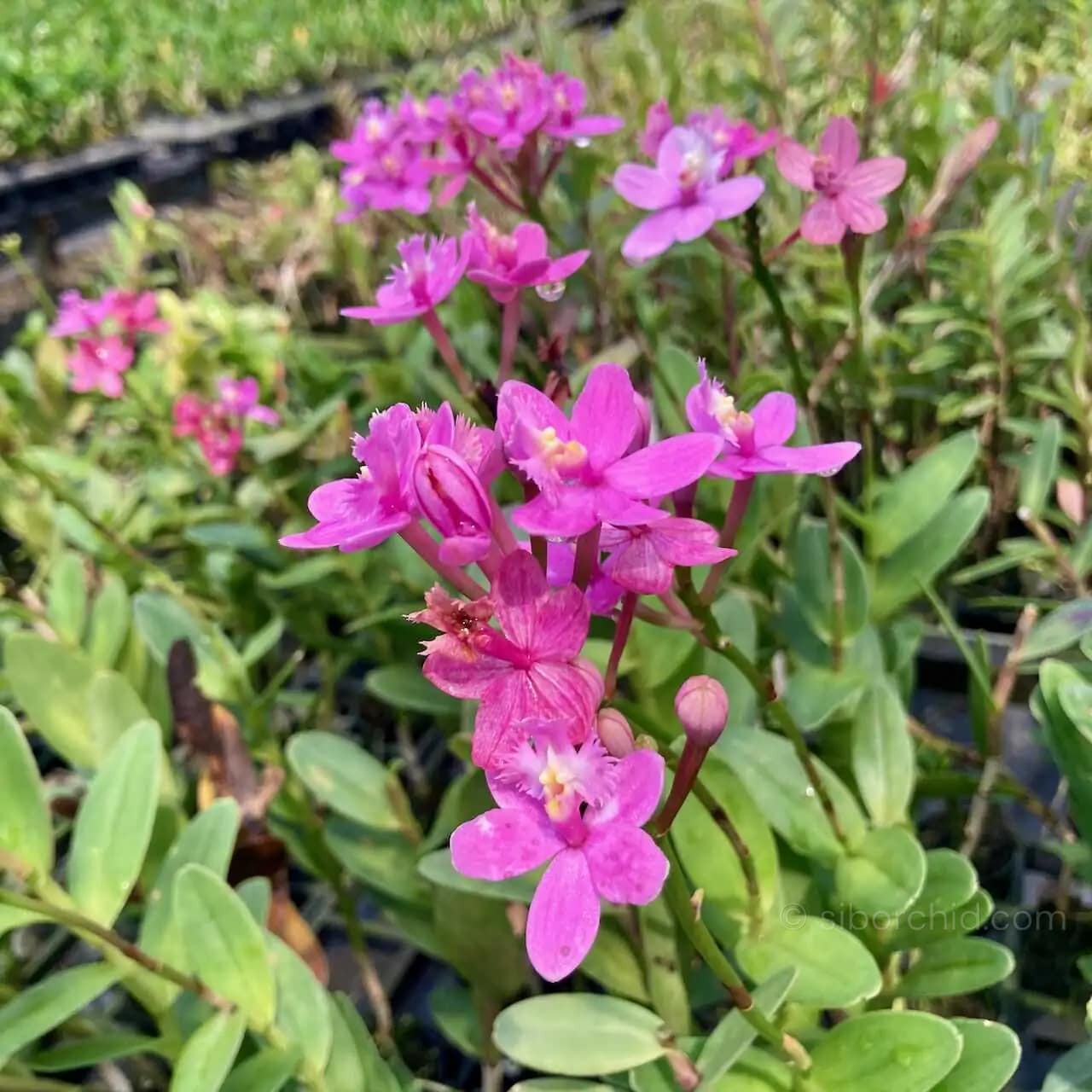 Epidendrum Hybrids Dark Pink (Small) - Epidendrum Hybrids Dark Pink