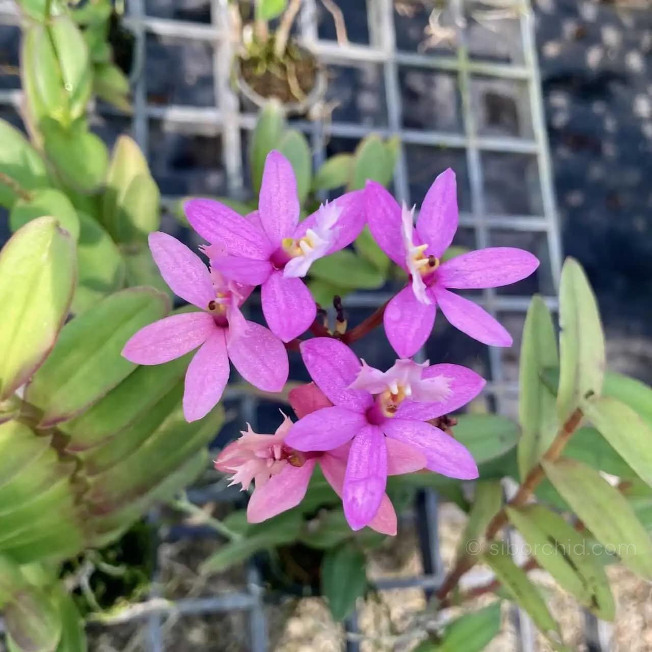 Epidendrum Hybrids Dark Pink (Small) - Epidendrum Hybrids Dark Pink