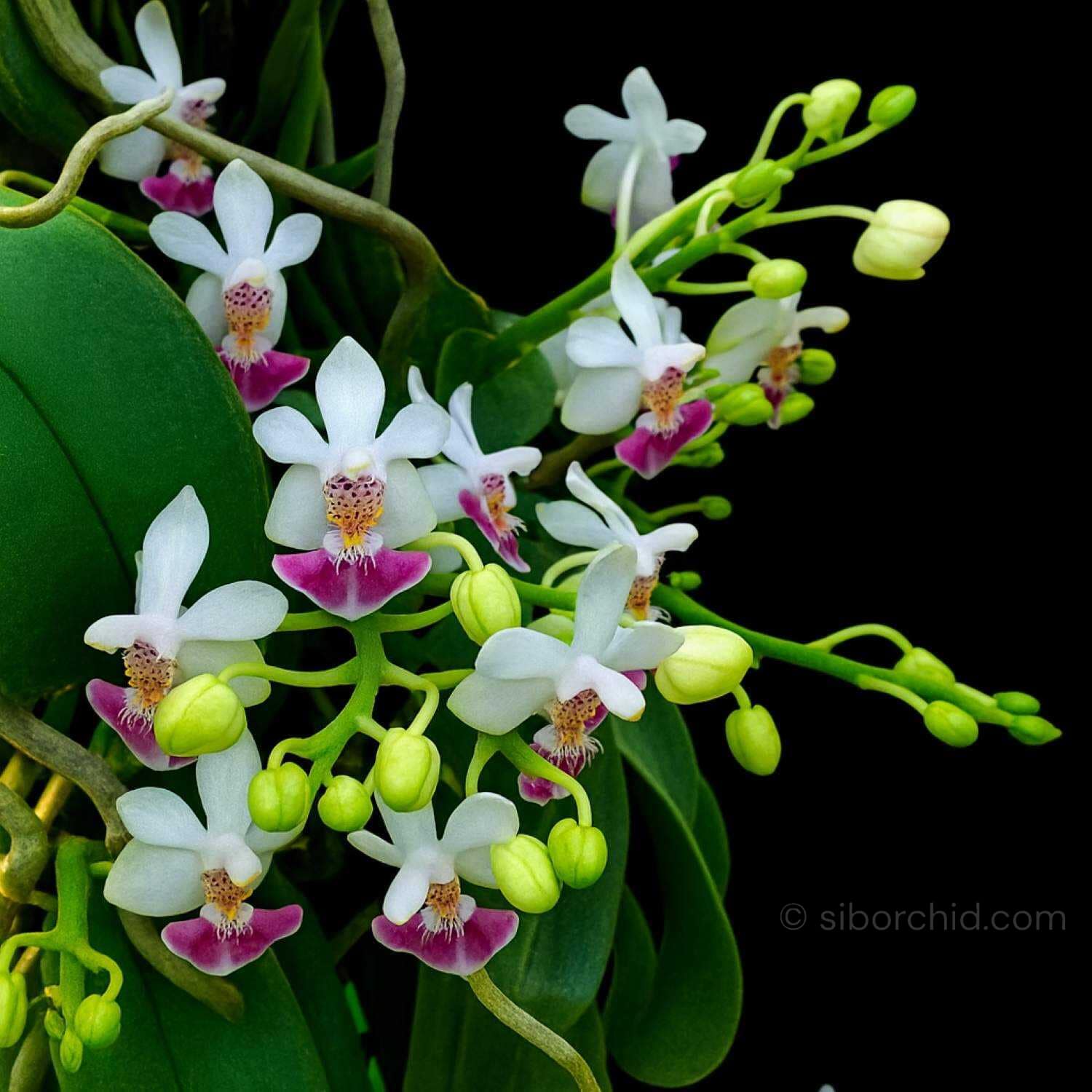 Phalaenopsis parishii - Phalaenopsis parishii siborchid