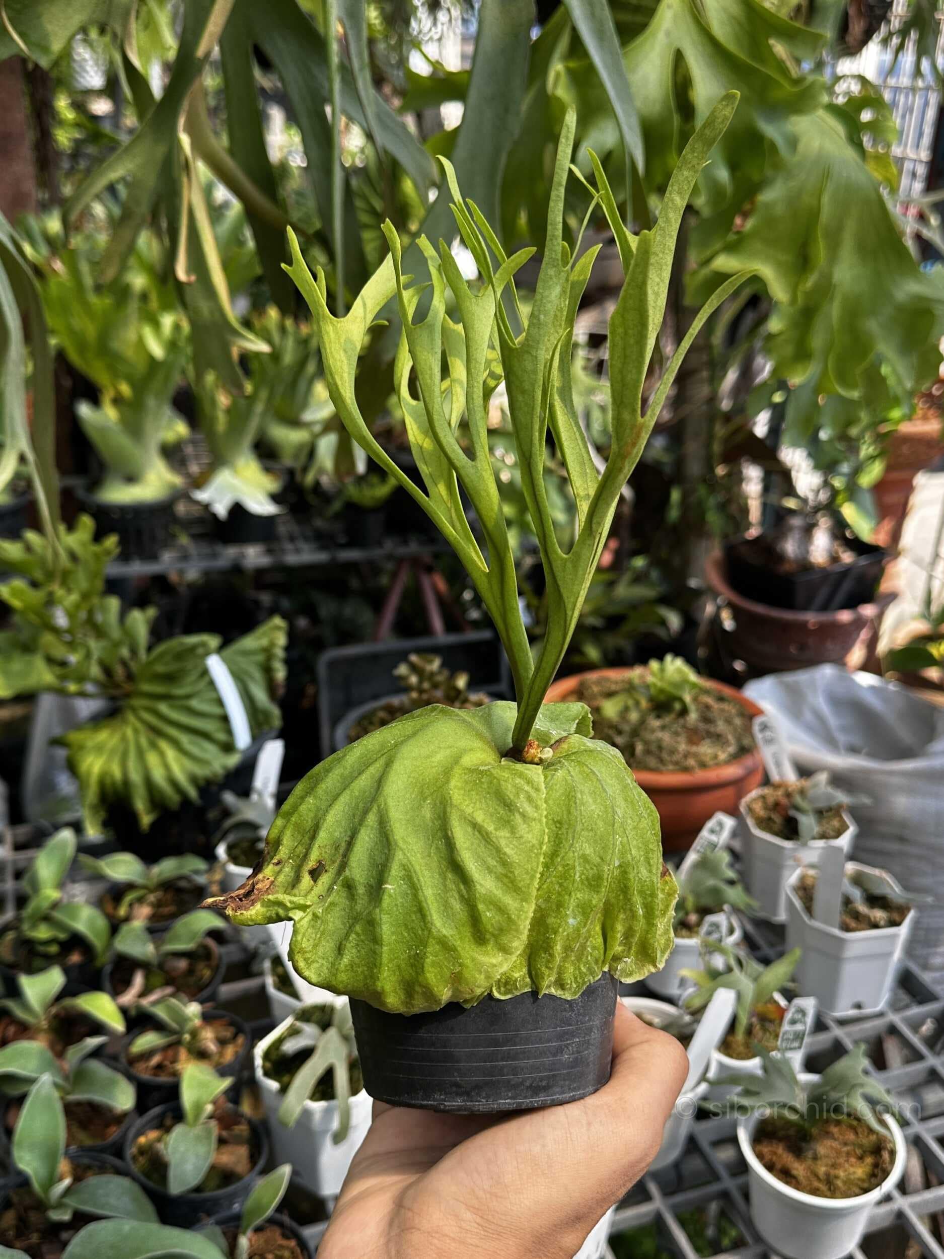 Platycerium ridleyi Pakarang - platycerium ridleyi pakarang