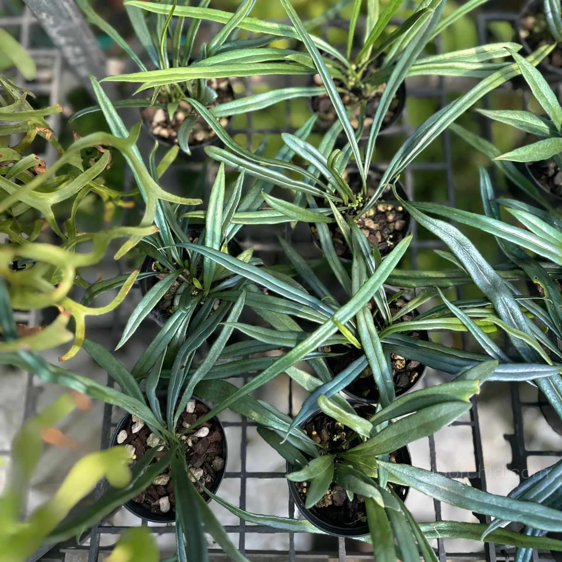 Microsorum thailandicum Blue Oil Fern - Microsorum thailandicum Blue Oil Fern