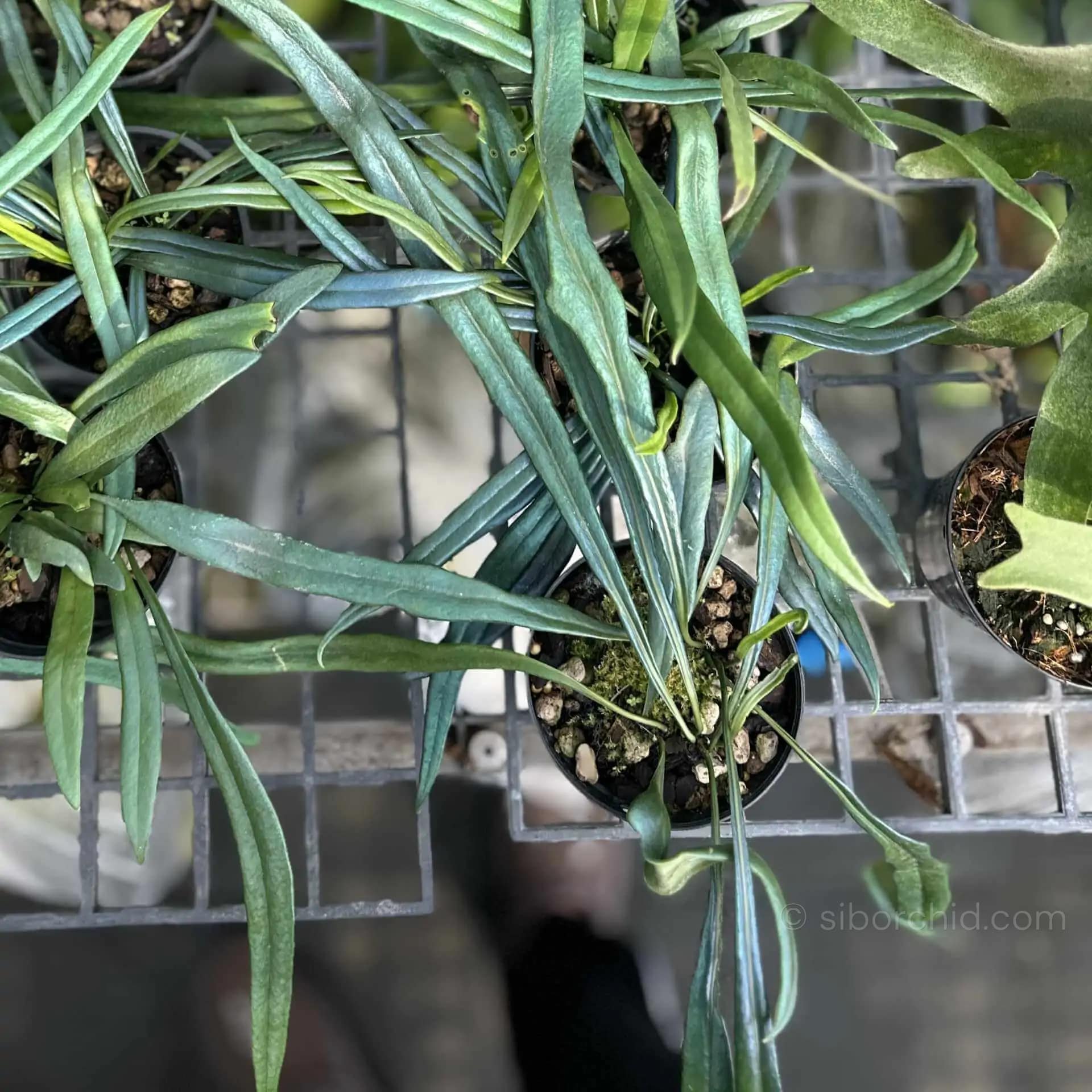 Microsorum thailandicum Blue Oil Fern - Microsorum thailandicum Blue Oil Fern