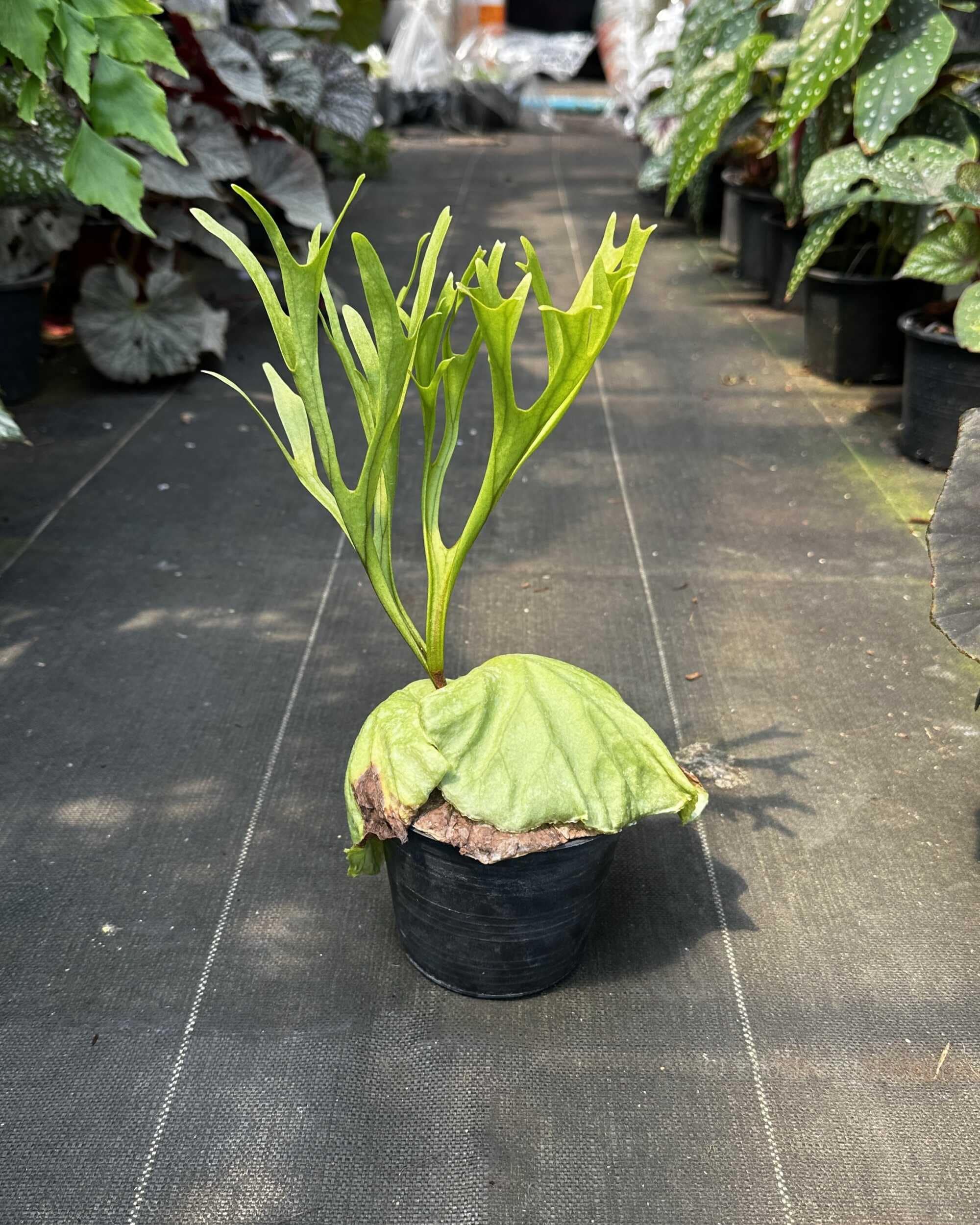 Platycerium ridleyi Pakarang - platycerium ridleyi pakarang