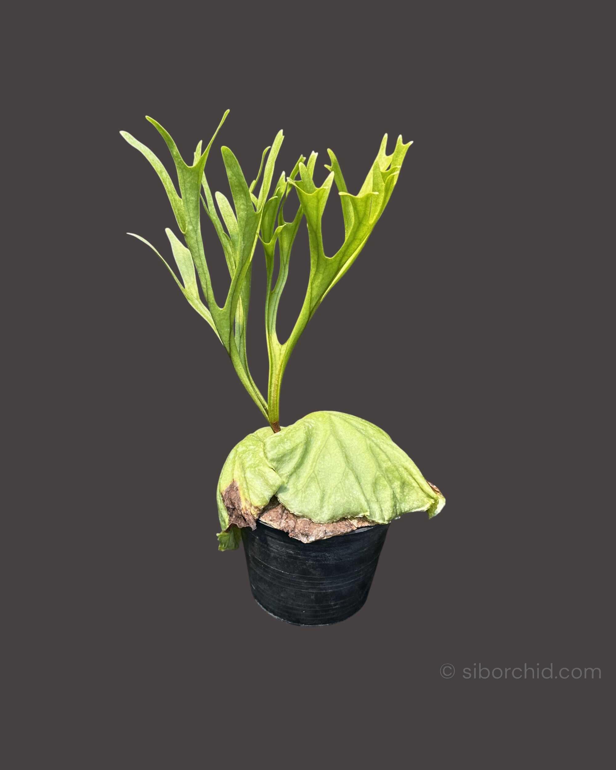 Platycerium ridleyi Pakarang - Platycerium ridleyi Pakarang