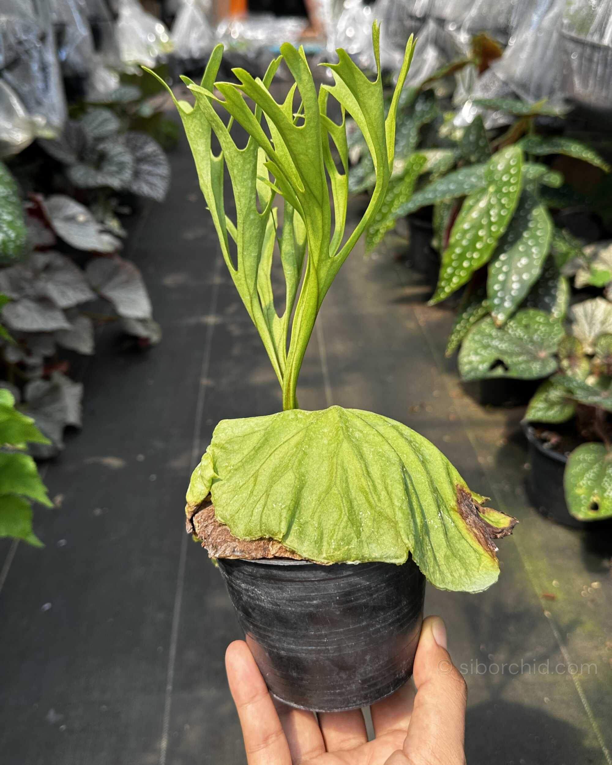 Platycerium ridleyi Pakarang - platycerium ridleyi pakarang