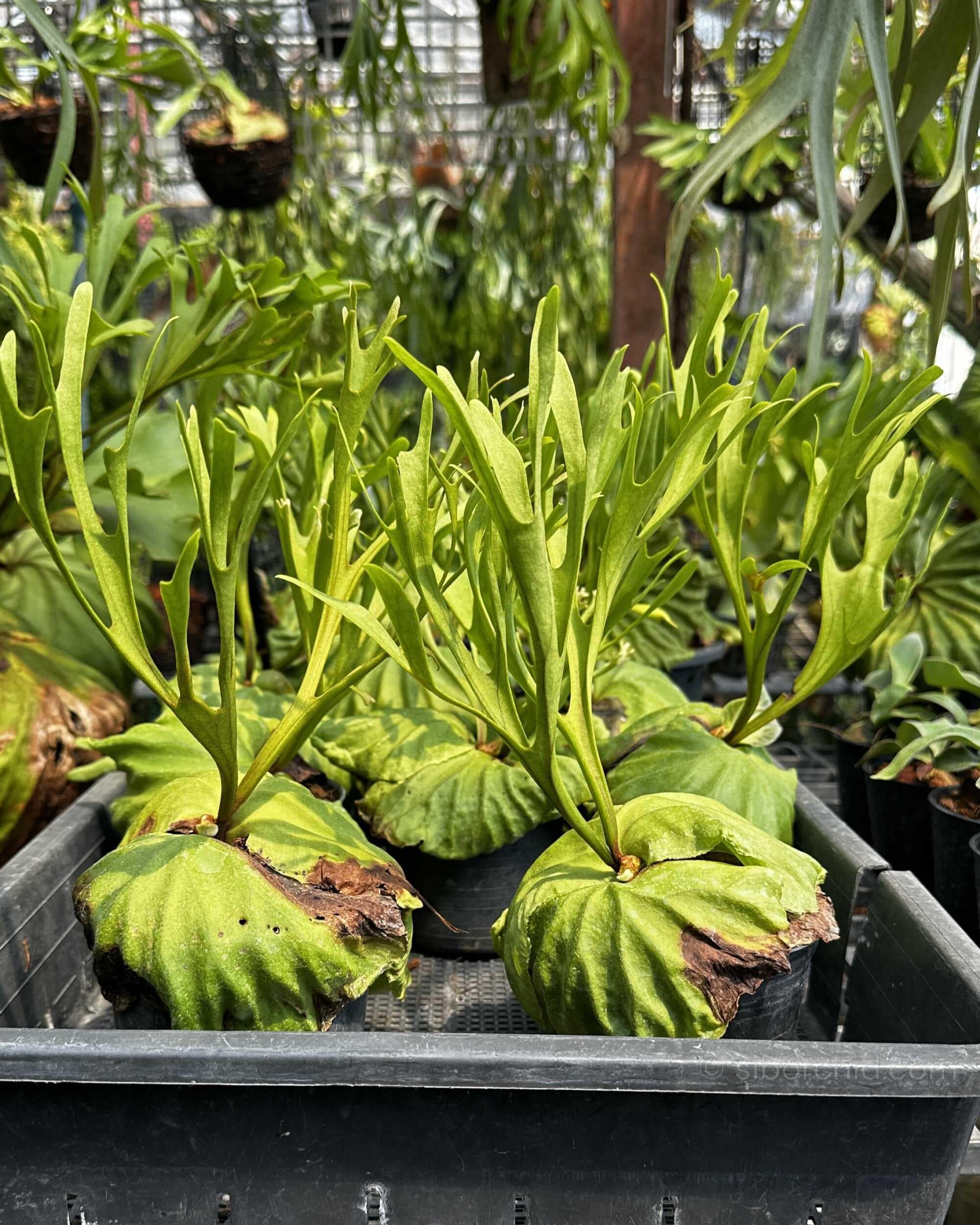 Platycerium ridleyi Pakarang - platycerium ridleyi pakarang