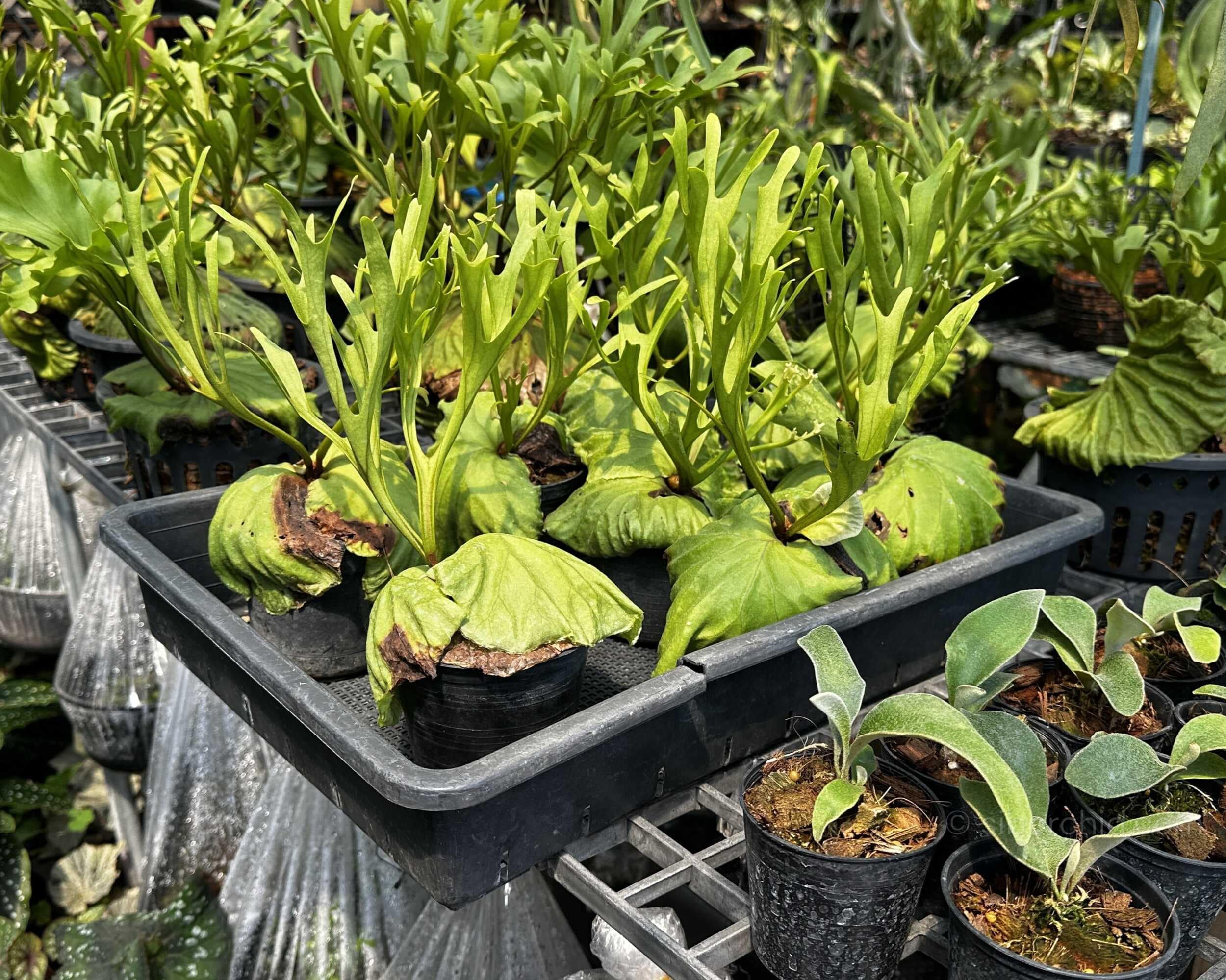 Platycerium ridleyi Pakarang - platycerium ridleyi pakarang