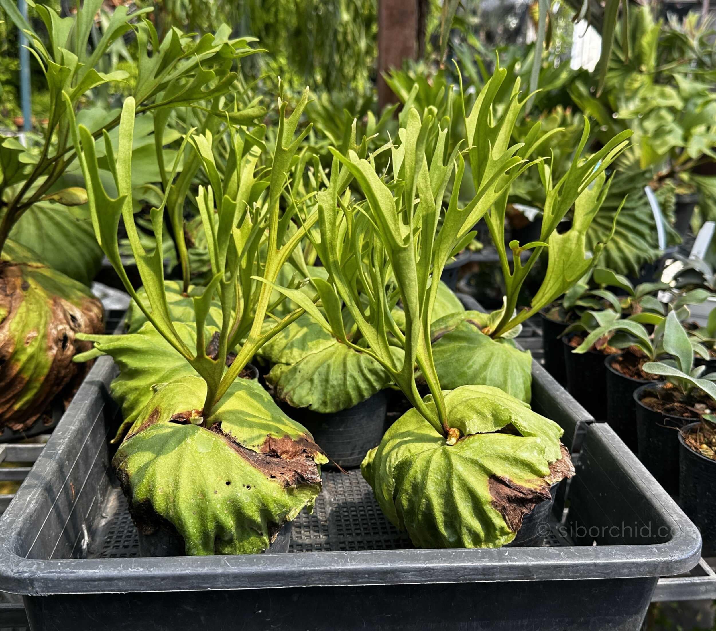Platycerium ridleyi Pakarang - platycerium ridleyi pakarang
