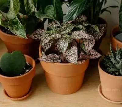 Care Tips: Hoya Plant - Houseplants & Ferns Collection of vibrant indoor houseplants in terracotta pots on wooden surface.