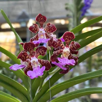 Treat Your Vanda Hybrids with These Winter Care Tips - Orchid Care & Growing Guides Treat Your Vanda Hybrids with These Winter Care Tips