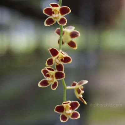 Miniature orchid: A guide for orchid enthusiasts - Orchid Care & Growing Guides Chiloschista lunifera