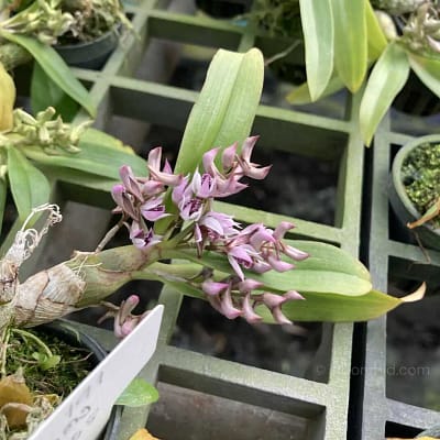 Dendrobium peguanum: A Miniature Orchid with Big Charm - Orchid Care & Growing Guides Dendrobium peguanum
