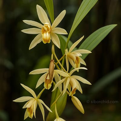 Coelogyne trinervis: The “Three-Nerved” Orchid I'll Never Stop Loving - Orchid Care & Growing Guides Coelogyne trinervis: The “Three-Nerved” Orchid I’ll Never Stop Loving