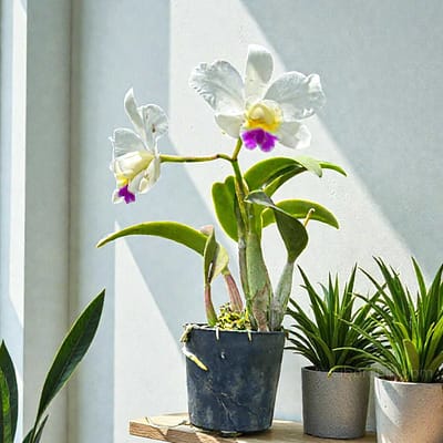 Mini vs. Standard: Which Cattleya Orchid Is Right for Your Small Space? - Orchid Care & Growing Guides Mini vs. Standard: Which Cattleya Orchid Is Right for Your Small Space?