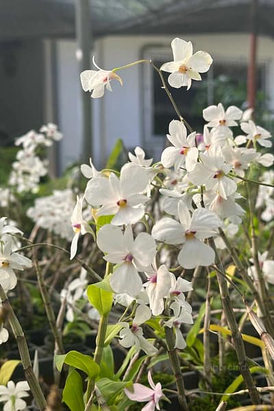 dendrobium-fytchianum-white-normal-color
