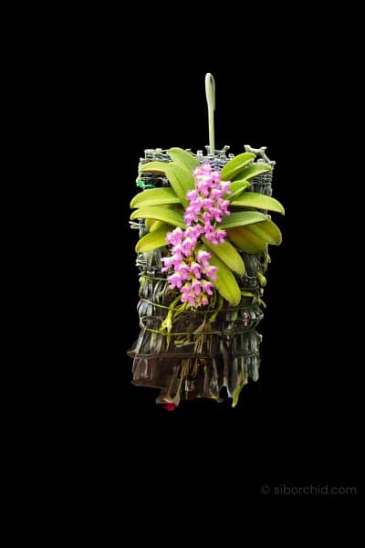 schoenorchis fragrans