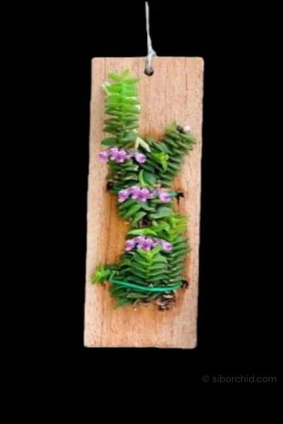 schoenorchis scolopendria