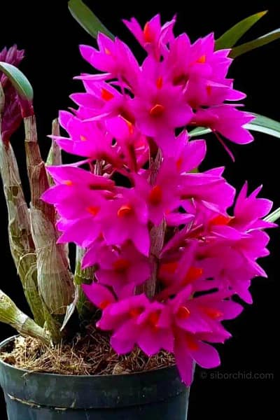 Dendrobium Hibiki
