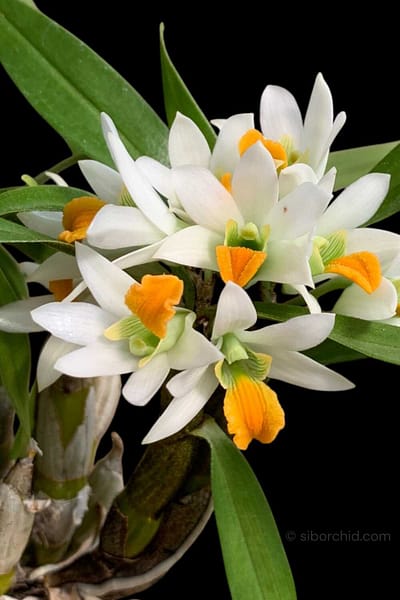 Dendrobium scabrilingue