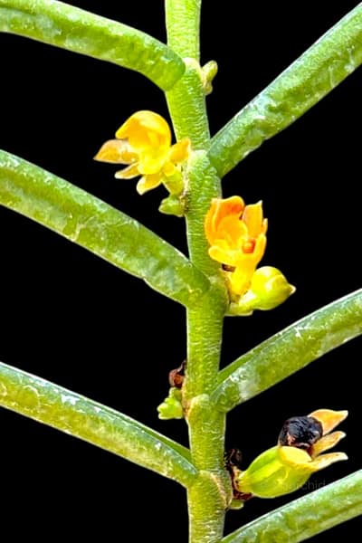 Adenoncos parviflora