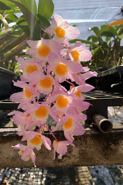 Dendrobium amabile