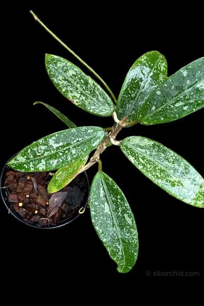 Hoya rangsan