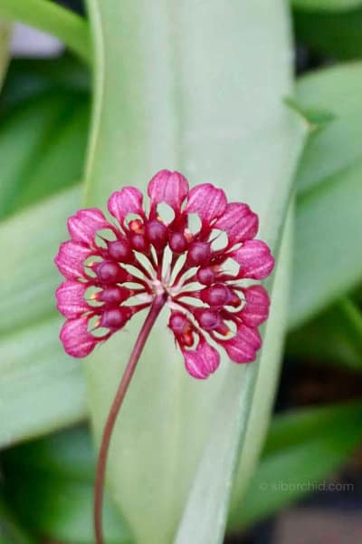 Bulbophyllum corolliferum