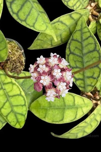 Hoya callistophylla short leaf (SIB15)
