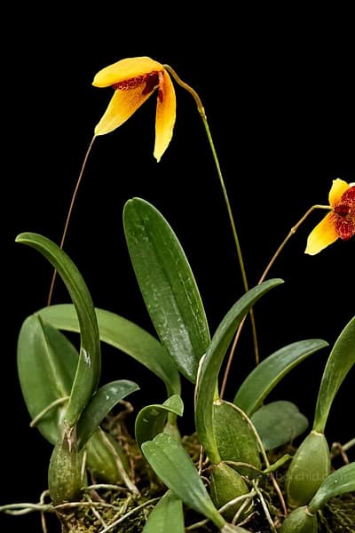 Bulbophyllum pardalotum siborchid