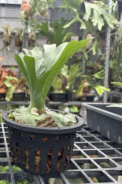 Platycerium wandae for sale