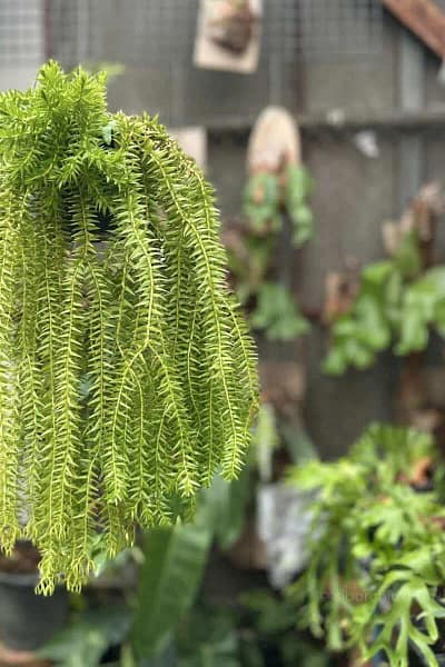Lycopodium squarrosum