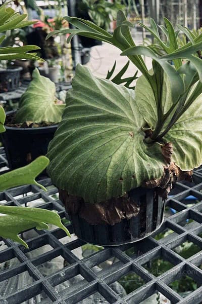 platycerium kitshakood