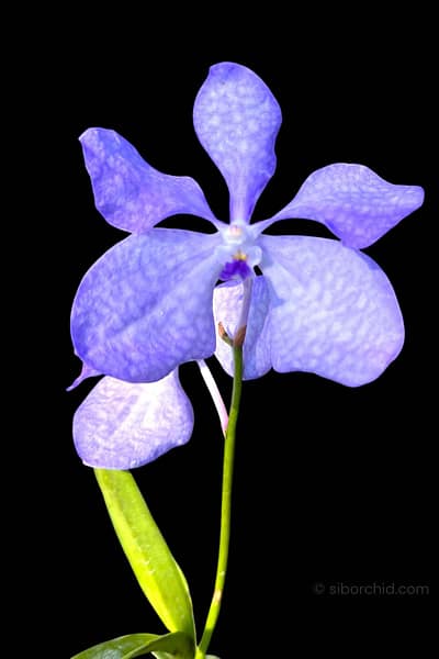 Vanda coerulea Blue