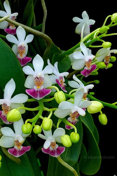 Phalaenopsis parishii siborchid