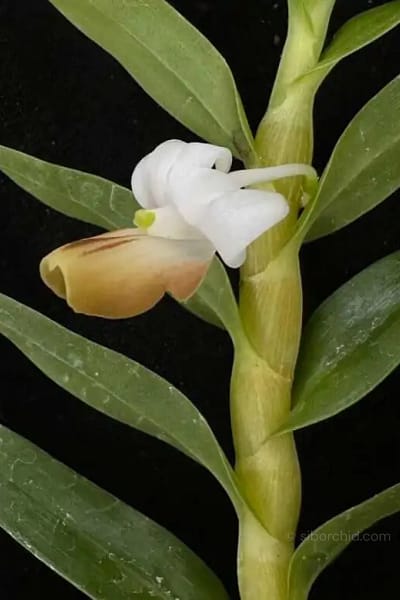 Dendrobium ellipsophyllum