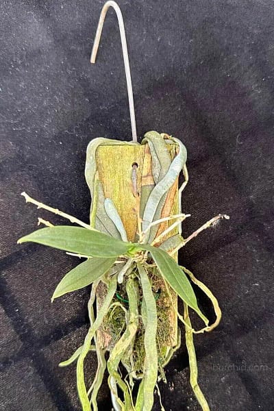 Phalaenopsis parishii siborchid