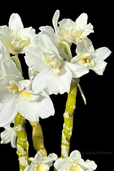 dendrobium nobile truelove