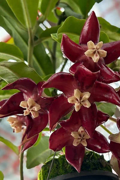 Hoya Imperialis